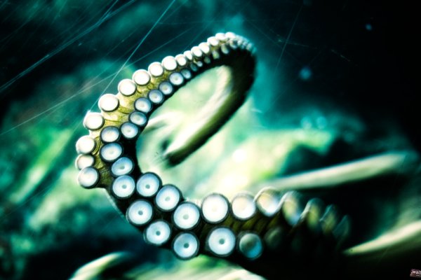 Ссылка на kraken торговая площадка