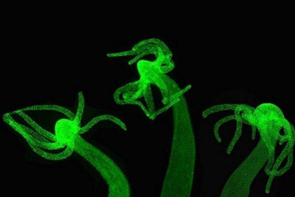 Kraken20at