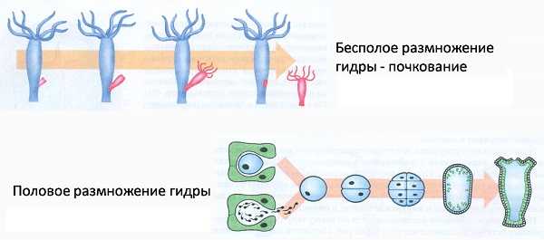 Кракен зеркало 2025