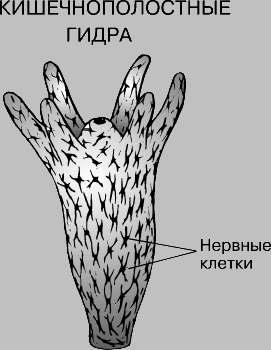 Кракен даркнет рабочая ссылка